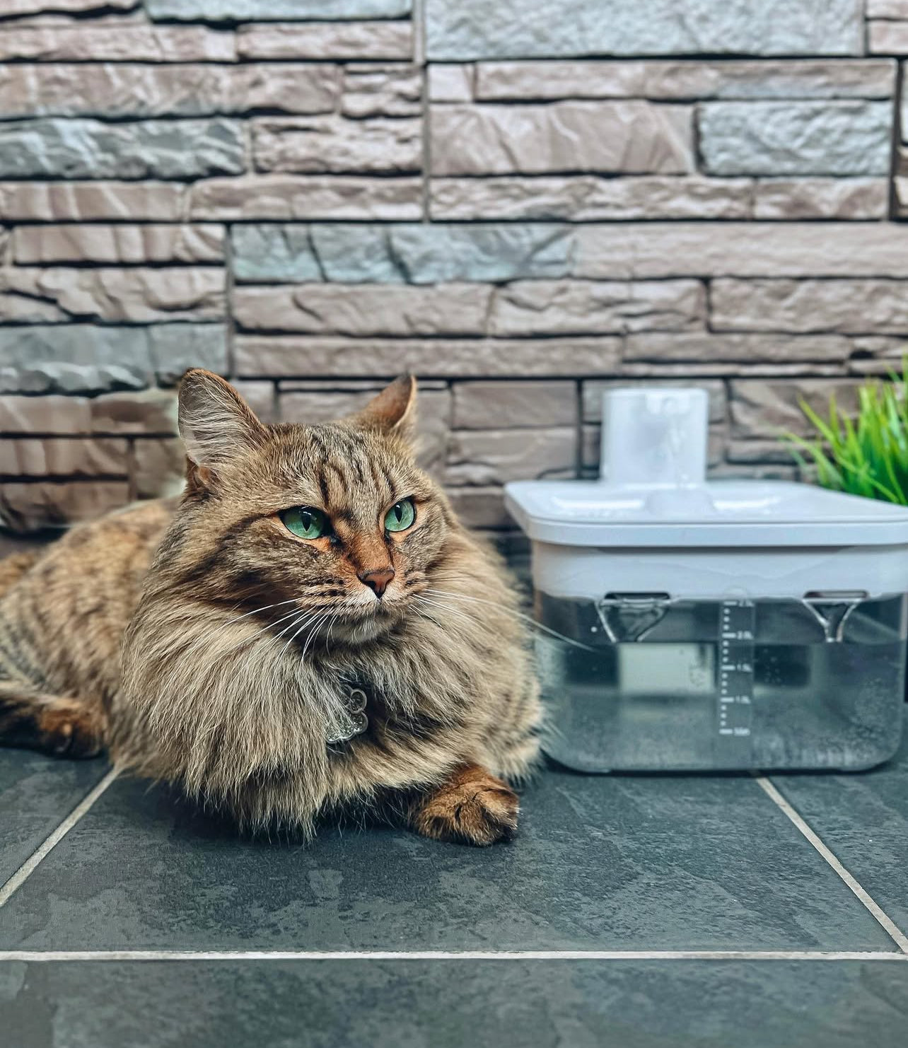 Aquify - "The pet care essential for loving owners!"