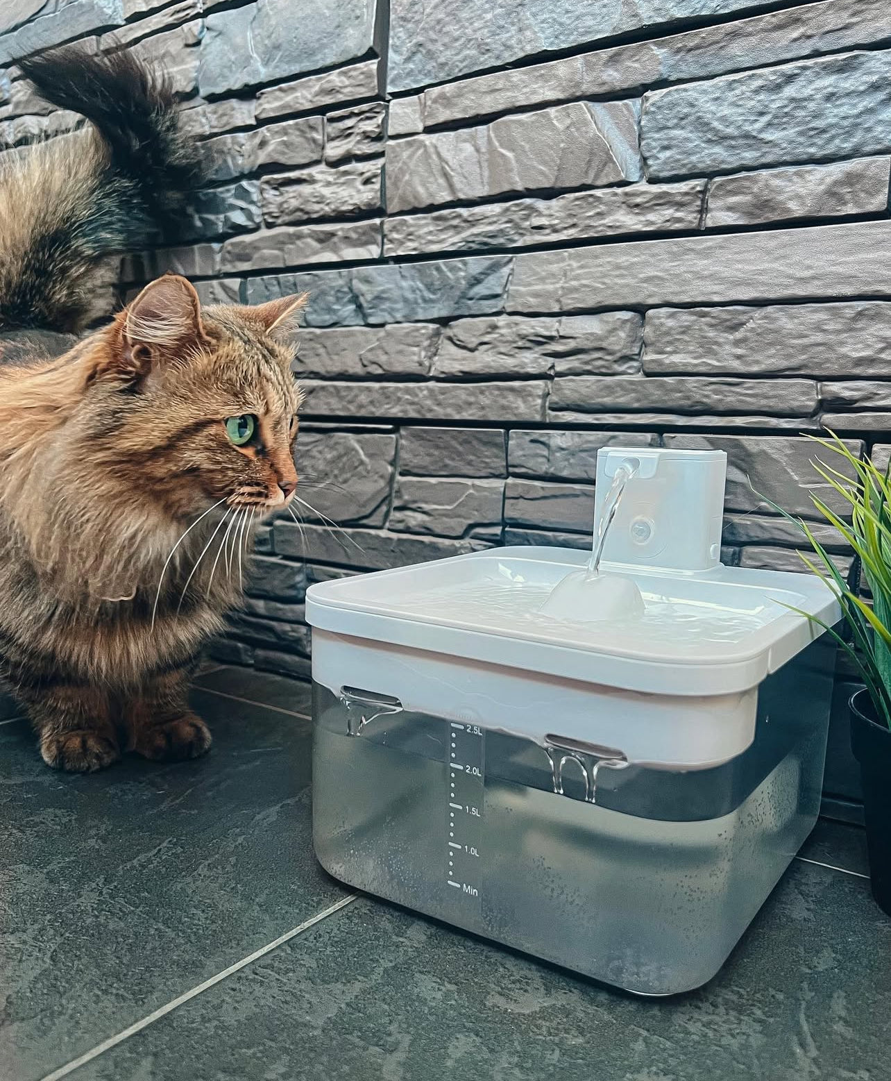Aquify - "The pet care essential for loving owners!"